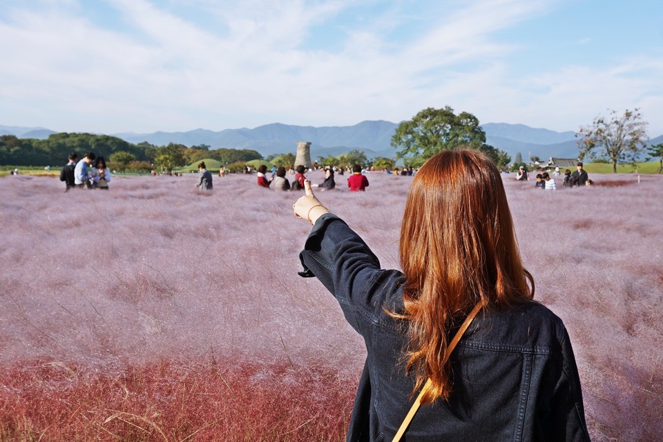 Cheomseongdae muhly pink grass (1)