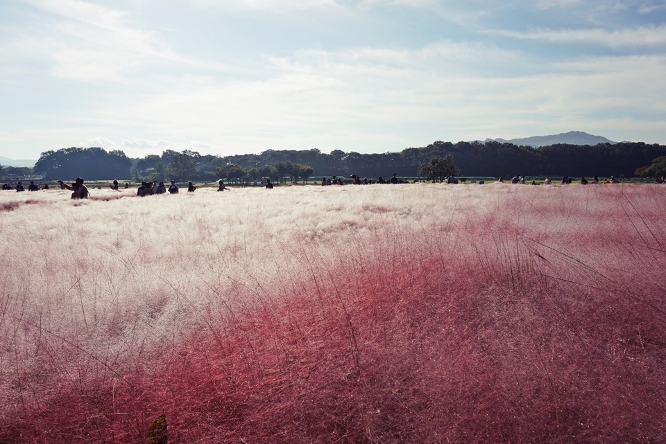 Cheomseongdae muhly pink grass (1)