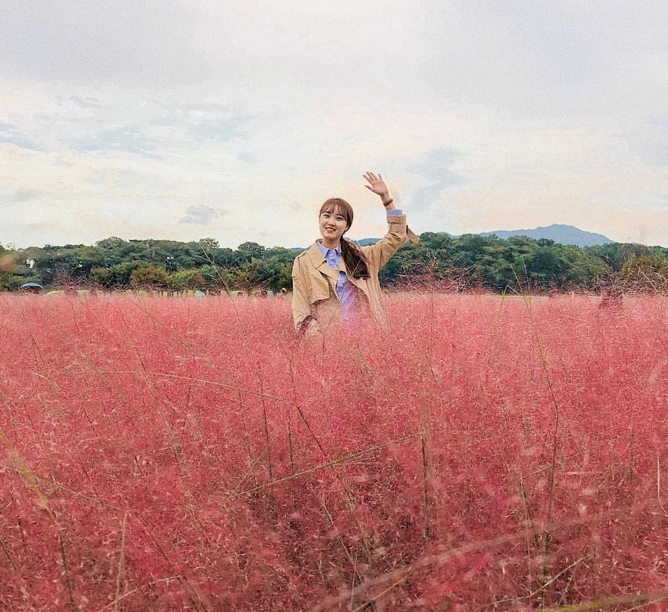 Cheomseongdae muhly pink grass (1)
