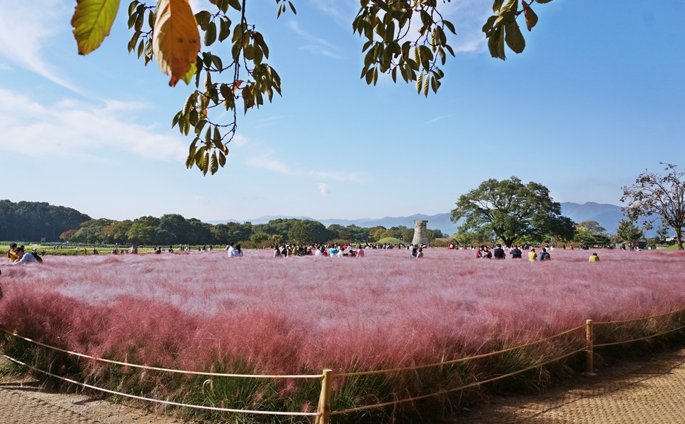 Cheomseongdae muhly pink grass (1)