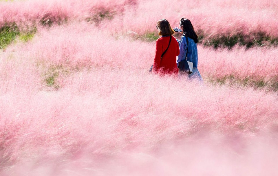Daejeo Ecological Park pink grass (1)