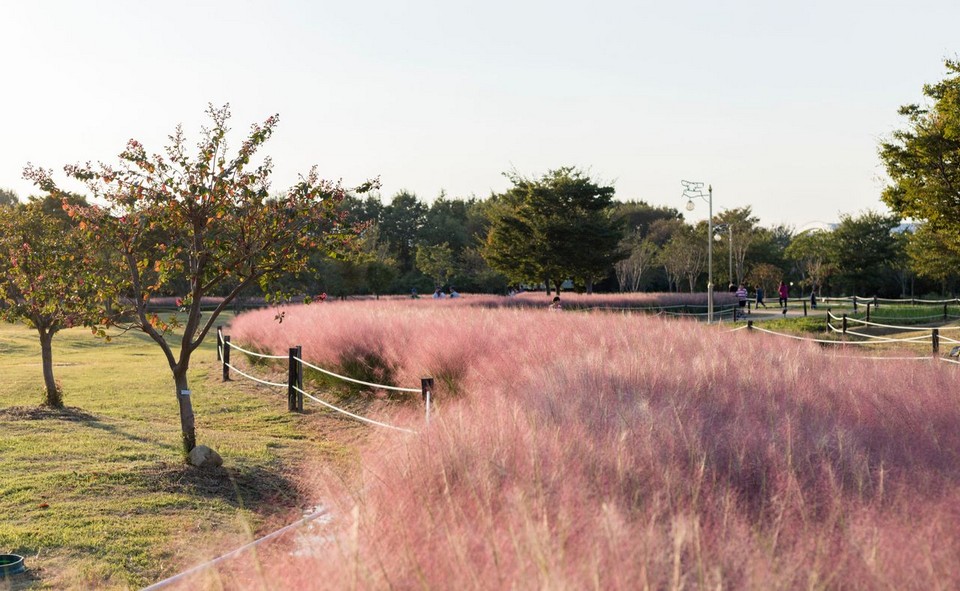 Daejeo Ecological Park pink grass (1)