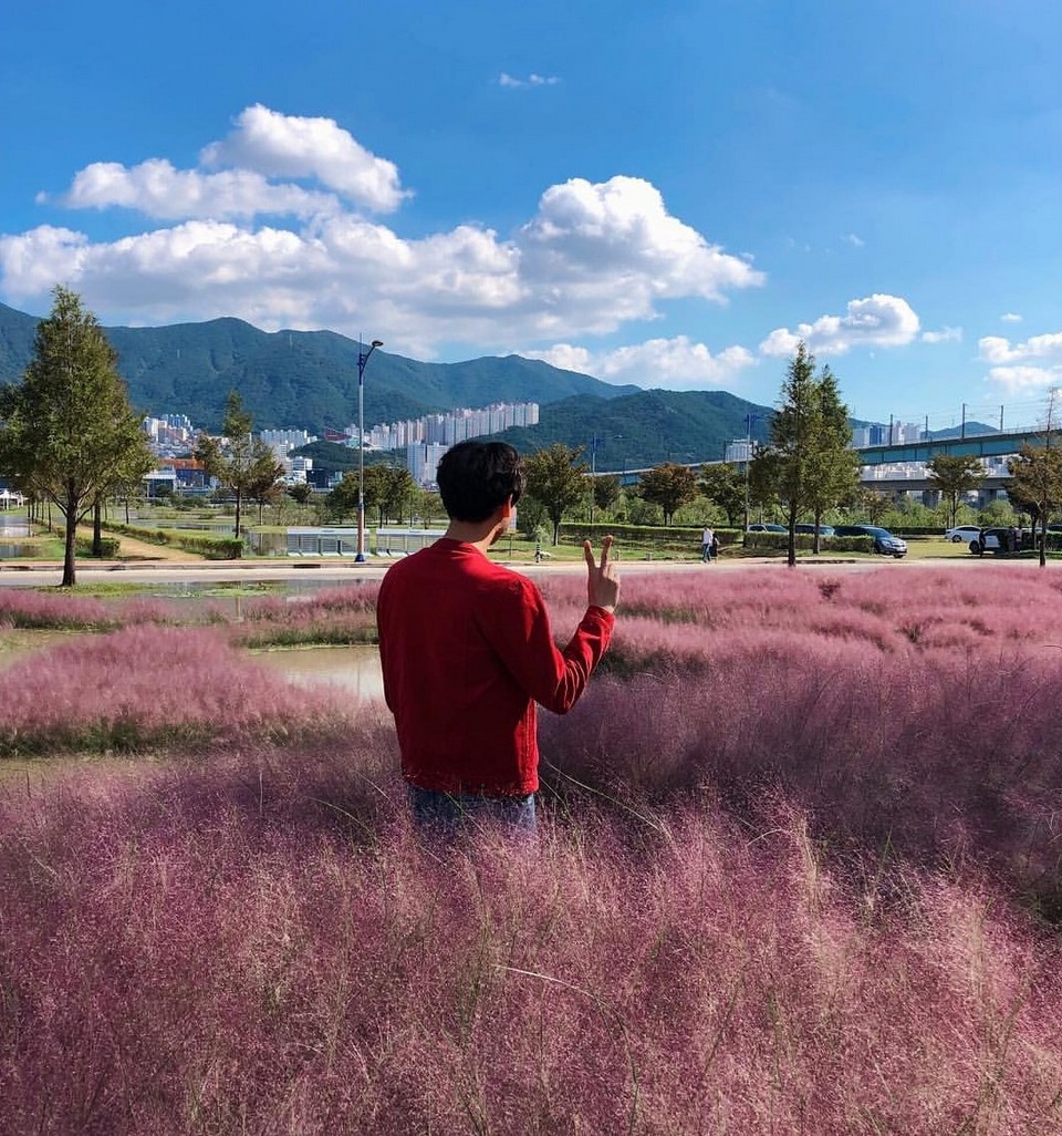 Daejeo Ecological Park pink grass (1)