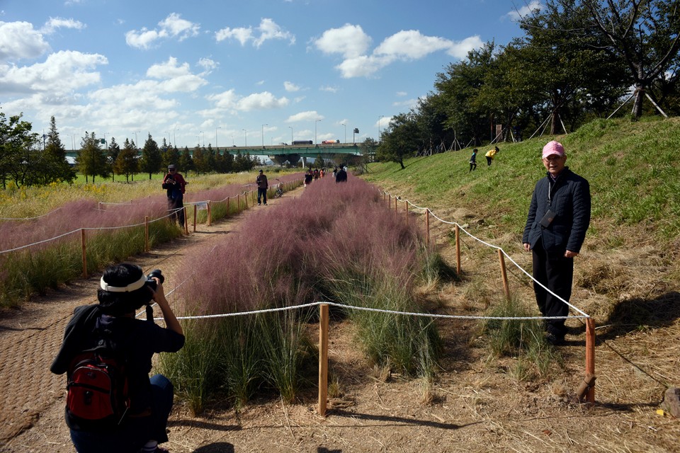 Daejeo Ecological Park pink grass (1)