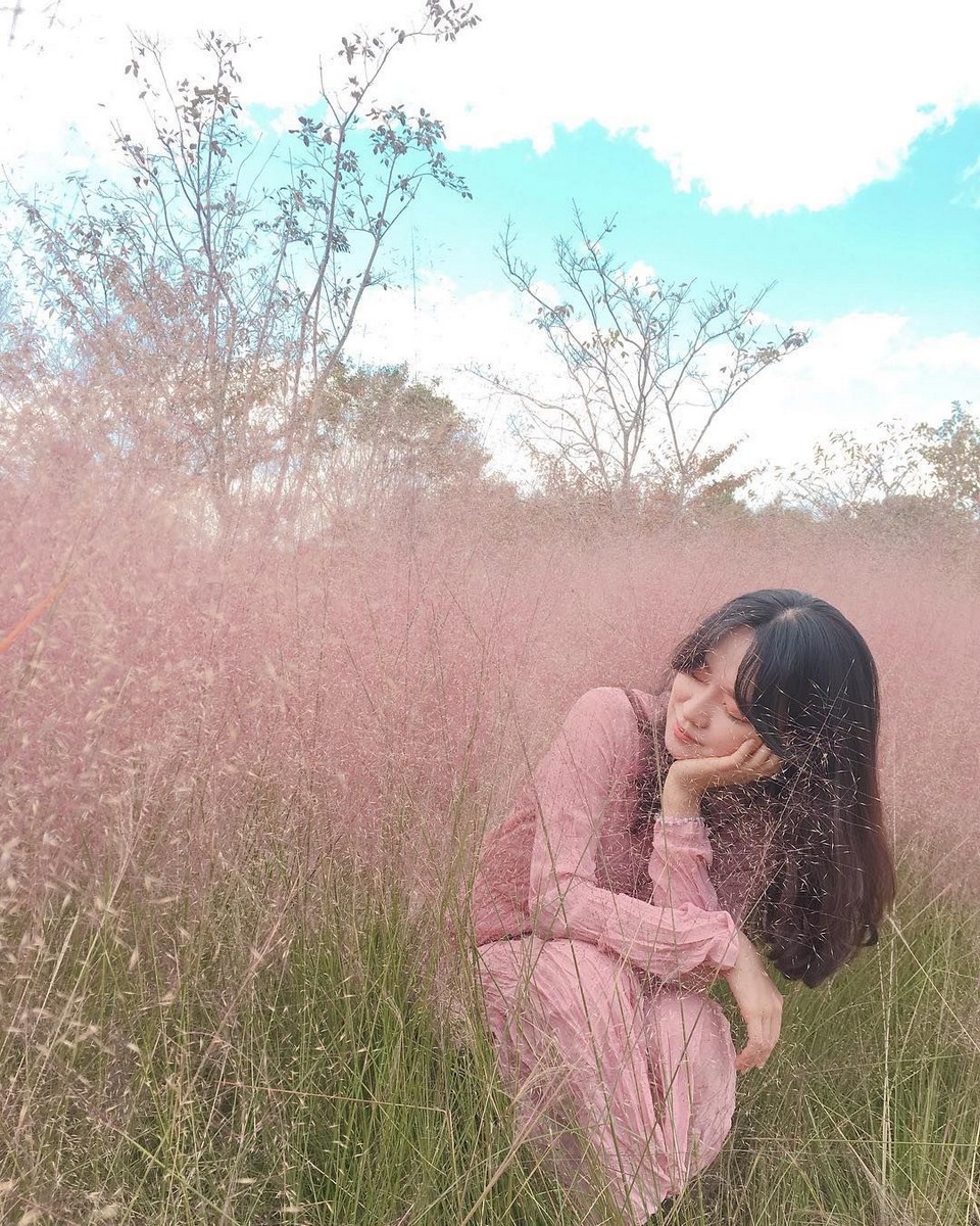 Daejeo Ecological Park pink grass (1)