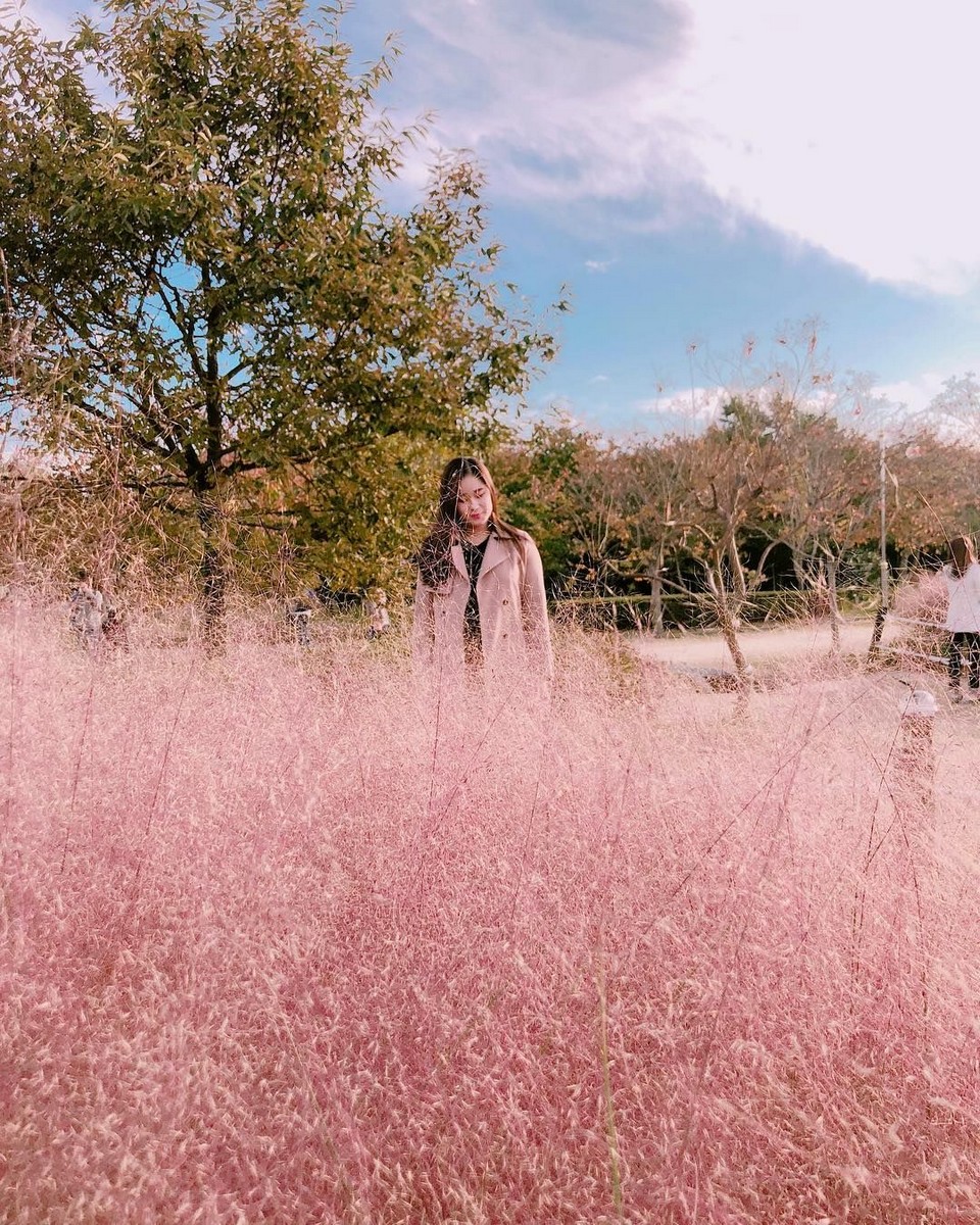 Daejeo Ecological Park pink grass (1)