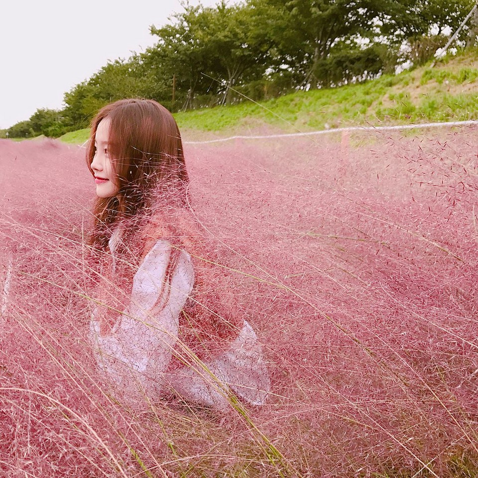 Daejeo Ecological Park pink grass (1)