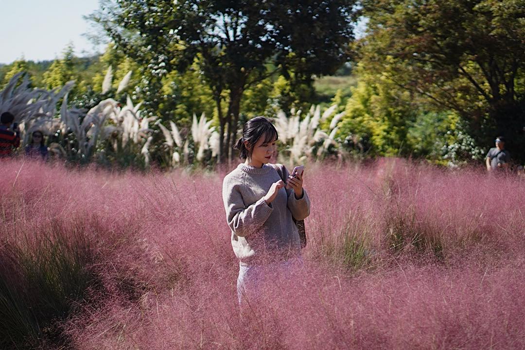 Gyeongju pink muhly grass Gyeongju (1)