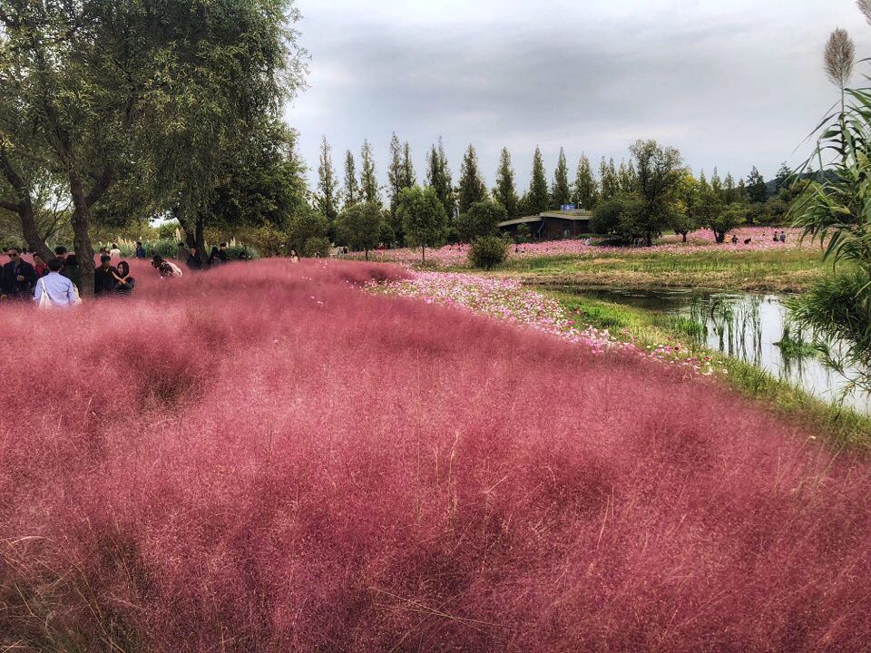 Gyeongju pink muhly grass Gyeongju (1)