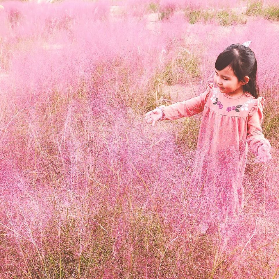 Gyeongju pink muhly grass Gyeongju (1)