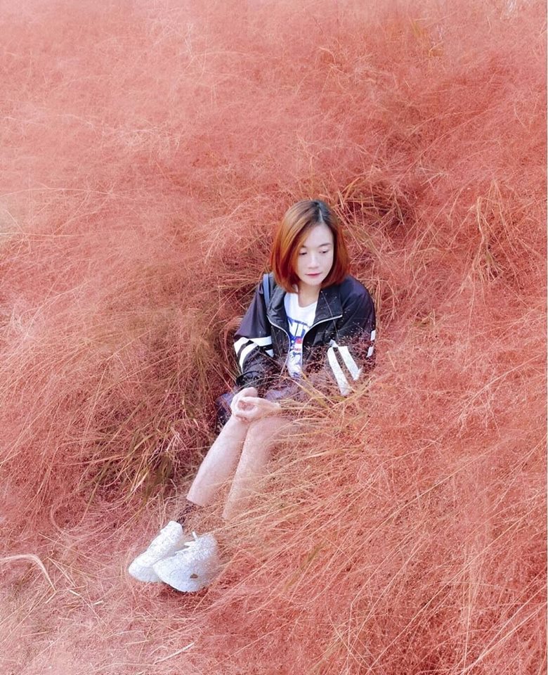 Gyeongju pink muhly grass Gyeongju (1)