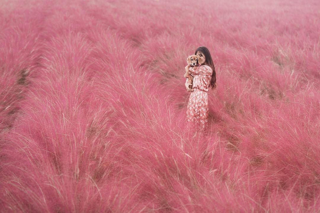 Gyeongju pink muhly grass Gyeongju (1)