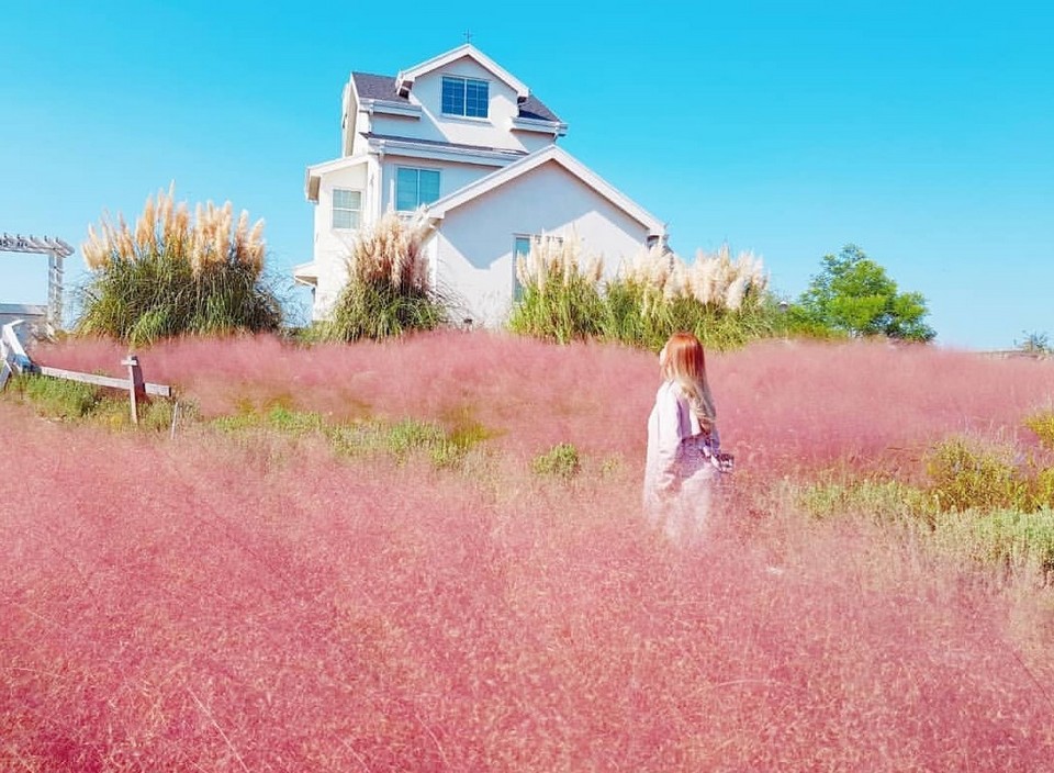 kitchen oz jeju island pink grass (1)