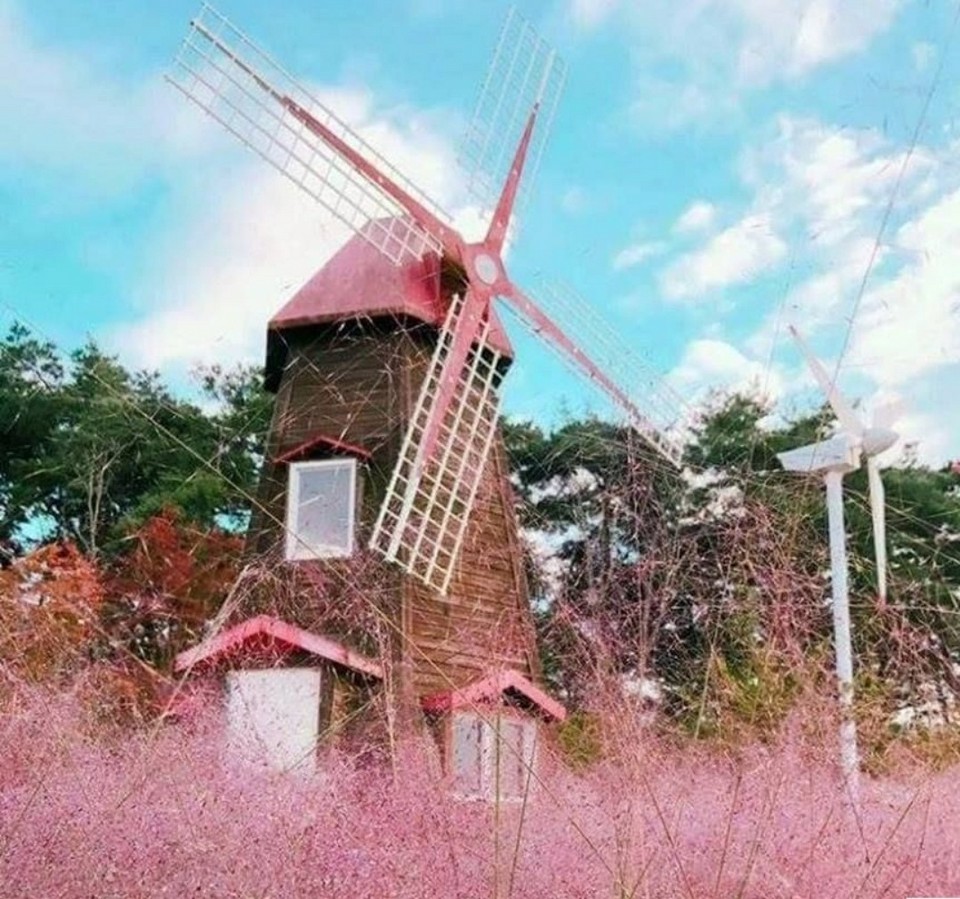 kitchen oz jeju island pink grass (1)
