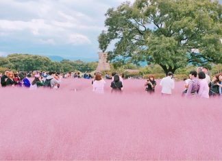 pink muhly grass korea