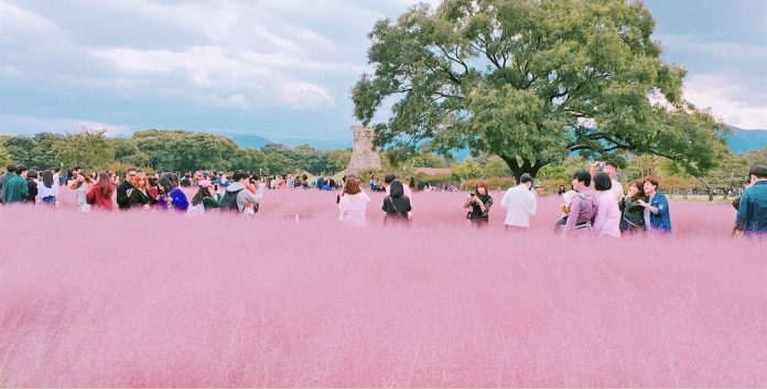 pink muhly grass korea