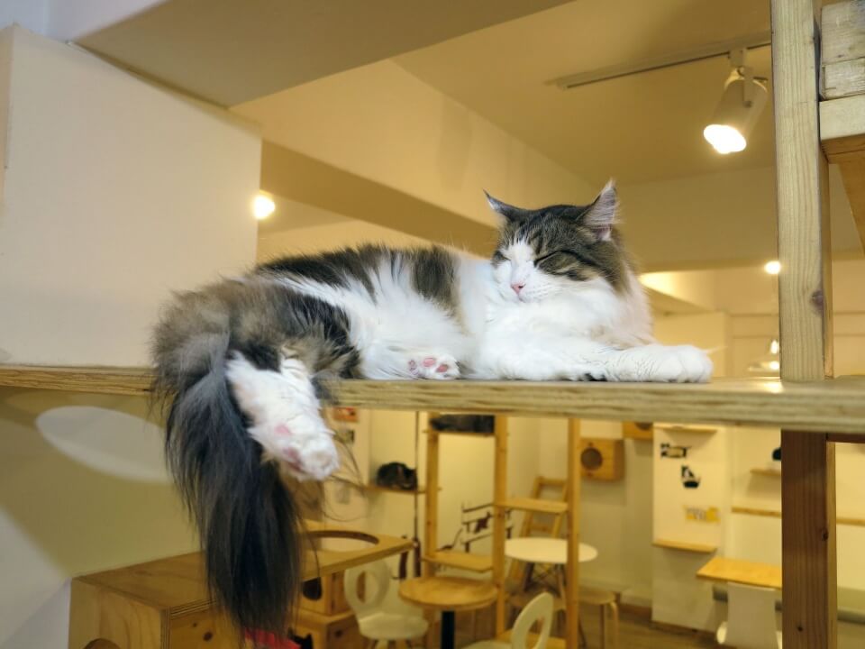 seoul theme cafe