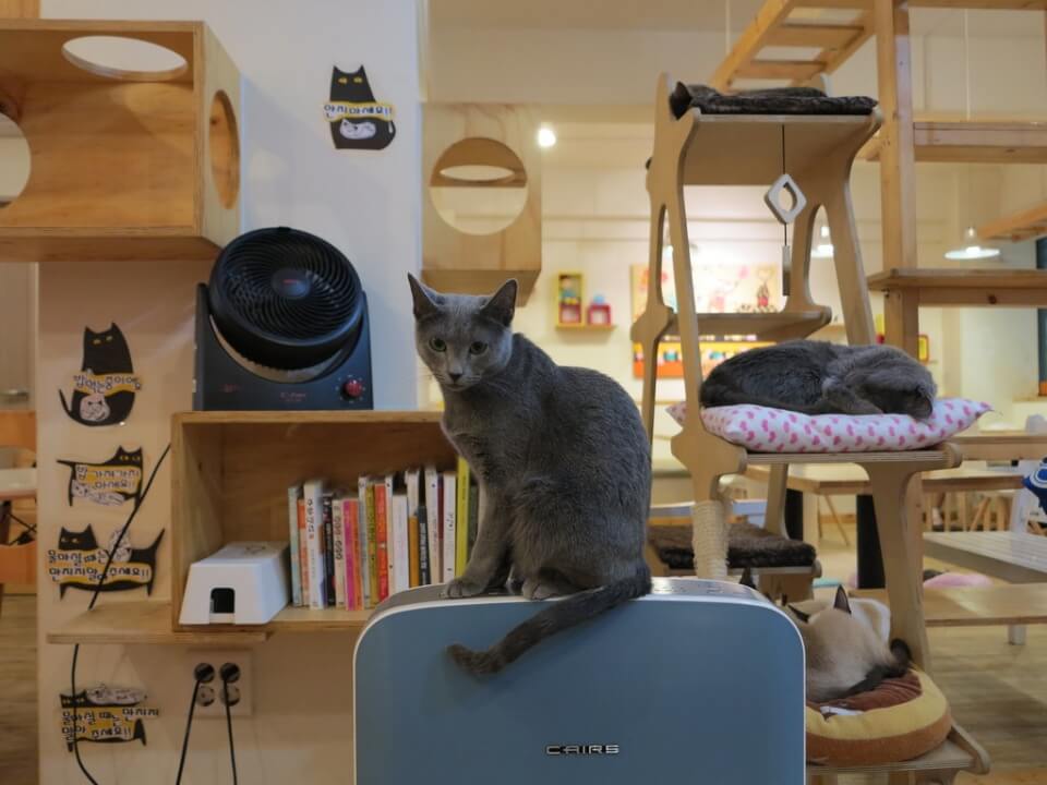 seoul theme cafe
