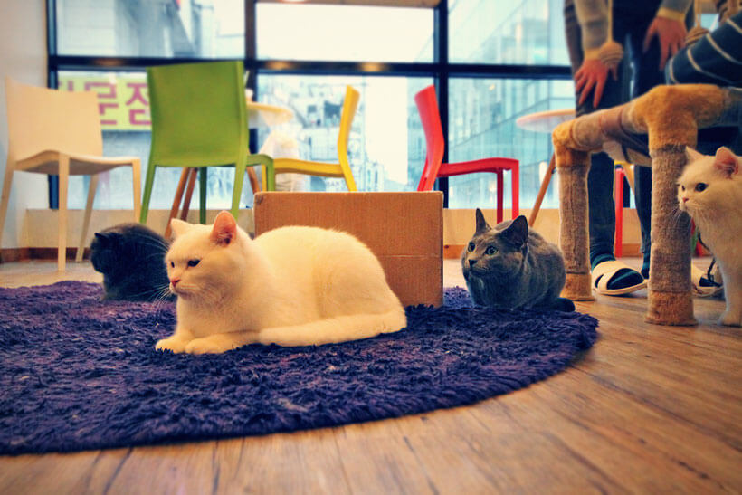 seoul theme cafe
