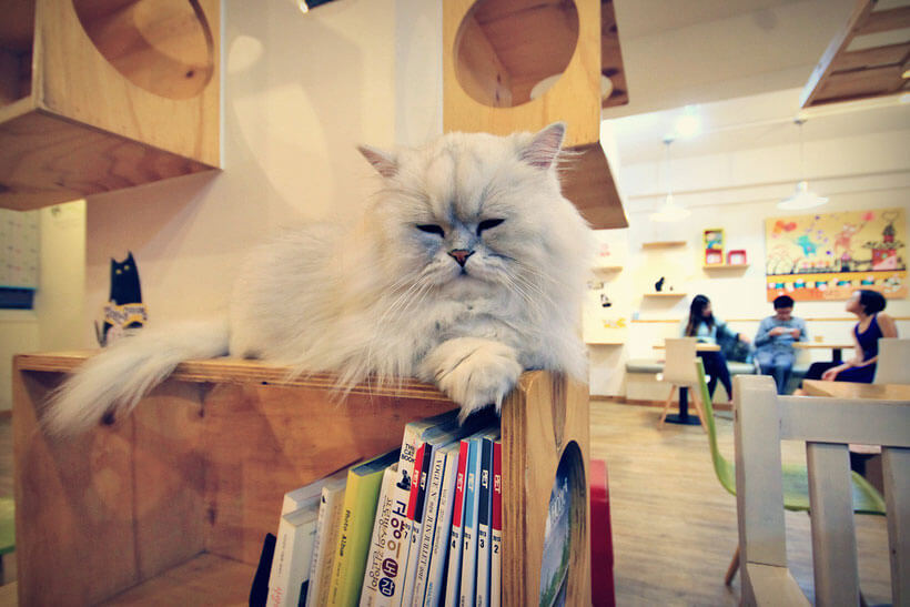 seoul theme cafe