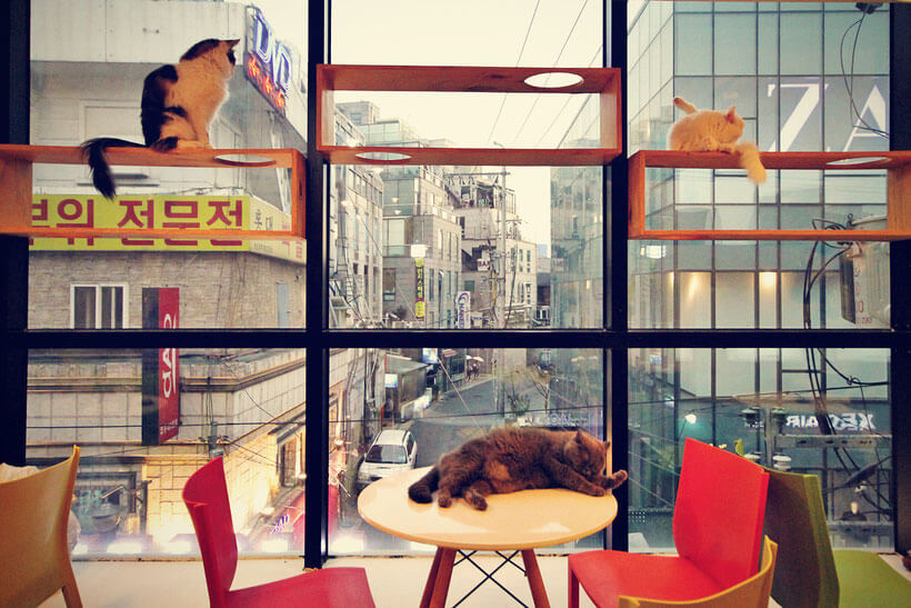 seoul theme cafe