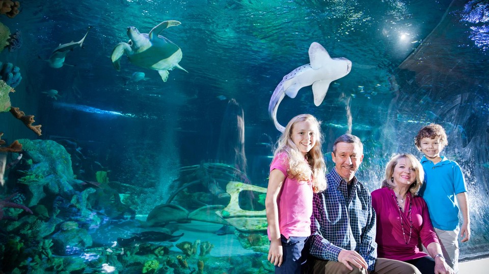 Interesting places to visit in London SEA LIFE Centre London Aquarium (1)