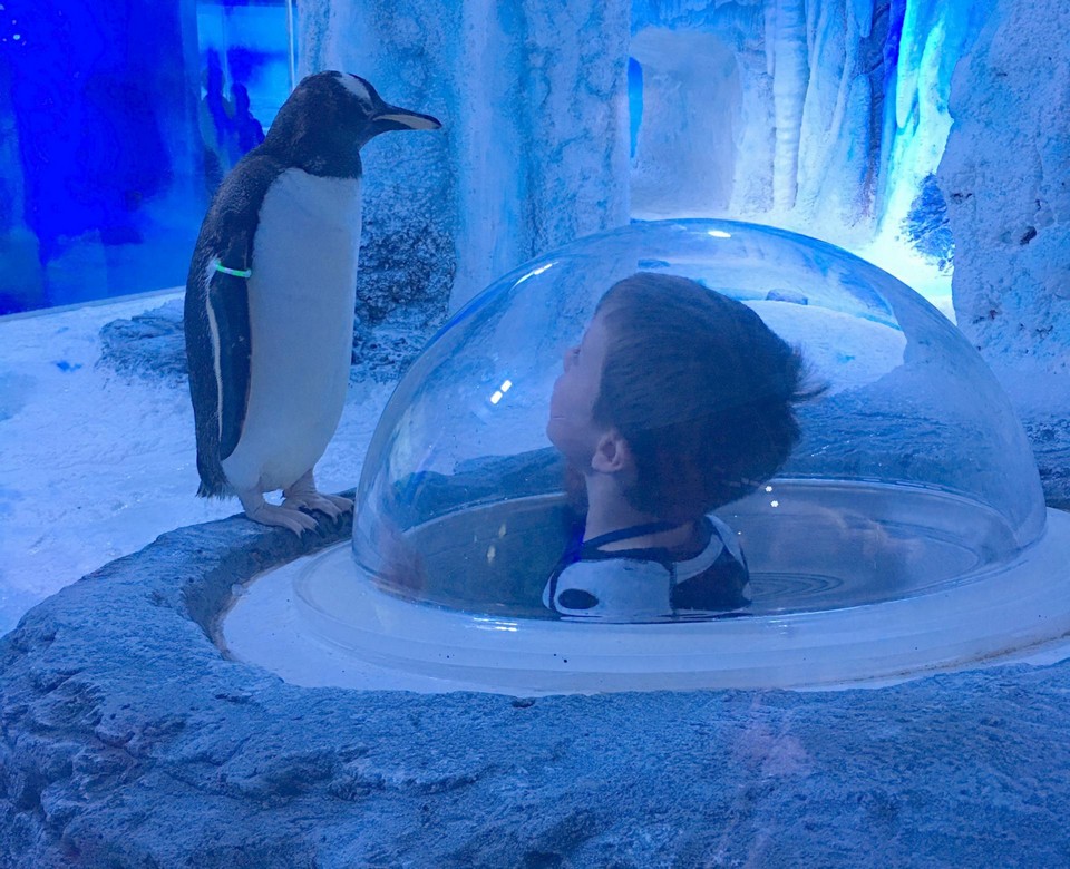Interesting places to visit in London SEA LIFE Centre London Aquarium (1)