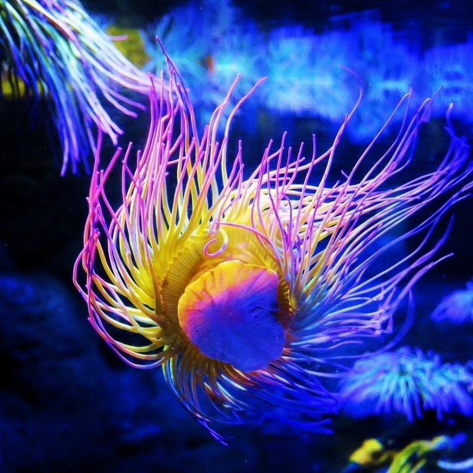 Interesting places to visit in London SEA LIFE Centre London Aquarium (1)
