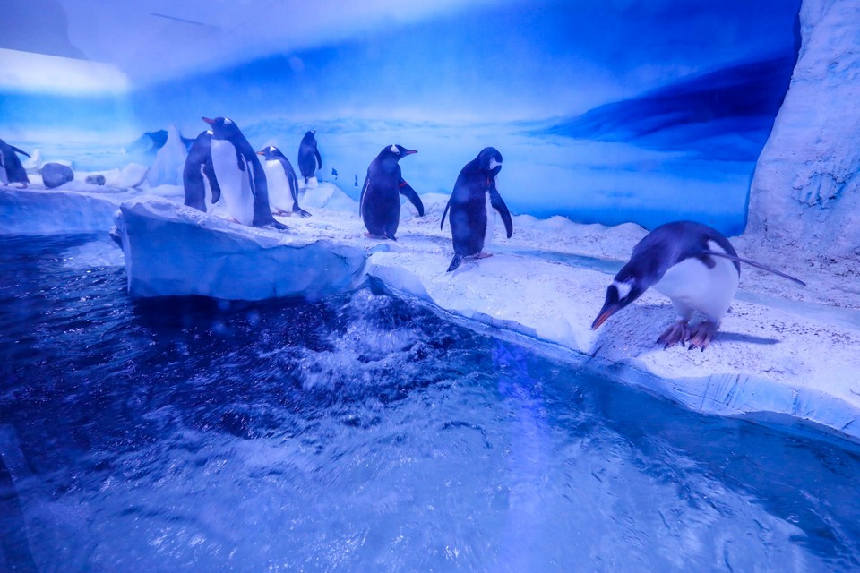 Interesting places to visit in London SEA LIFE Centre London Aquarium (1)