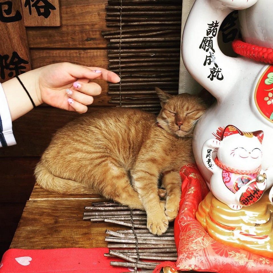houtong cat village (3)