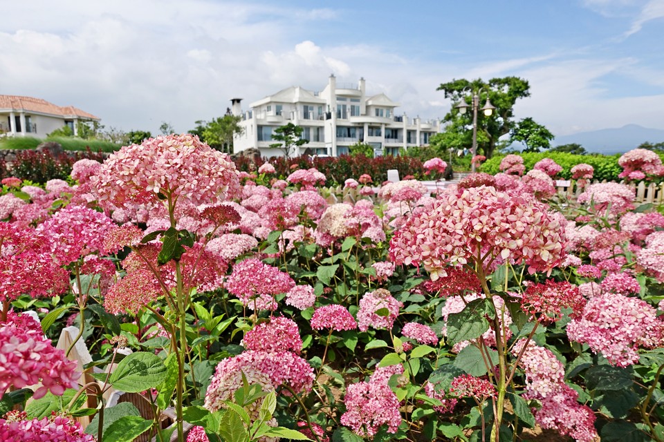 Manor Blanc (1)