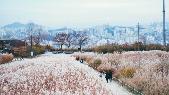 Best parks in Seoul Noeul Park (3)