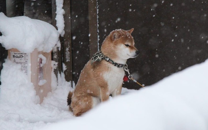Shiba dog in Ginzan