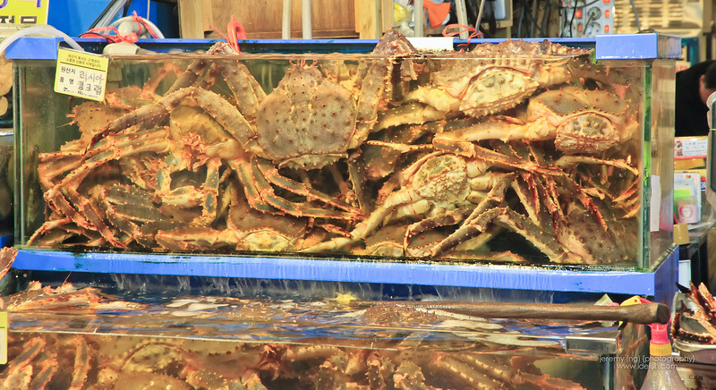 King Crabs