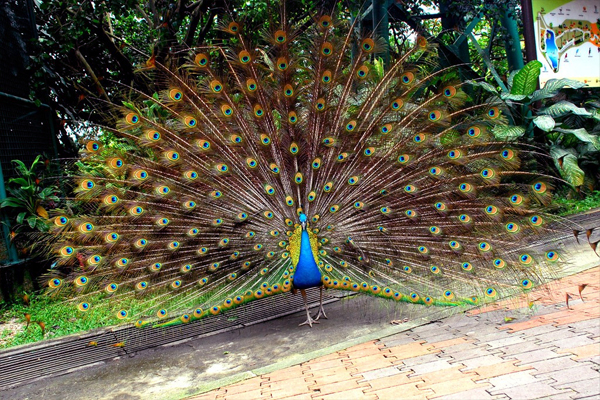 kl-birdpark