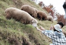 Cingjing Farm blog — How to visit & what to do in Cingjing Farm?