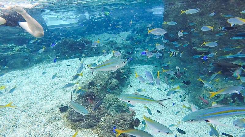 Rainbow Reef