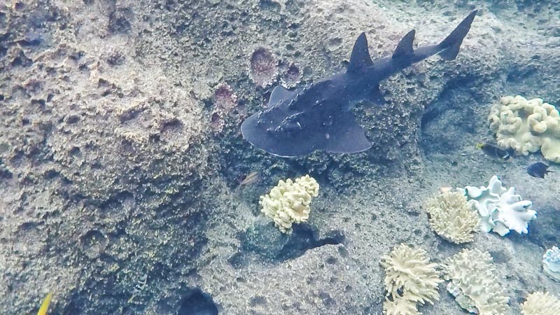 Rainbow Reef