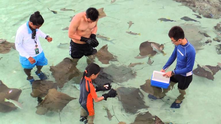 Ray Bay