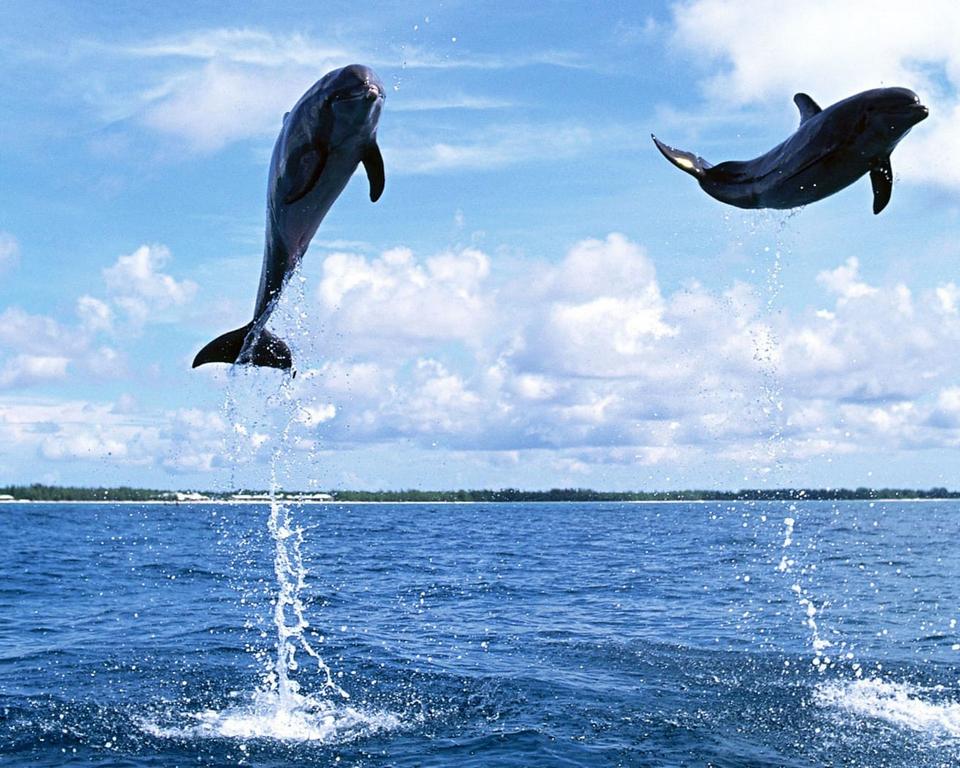 Dolphins leaping up of the water