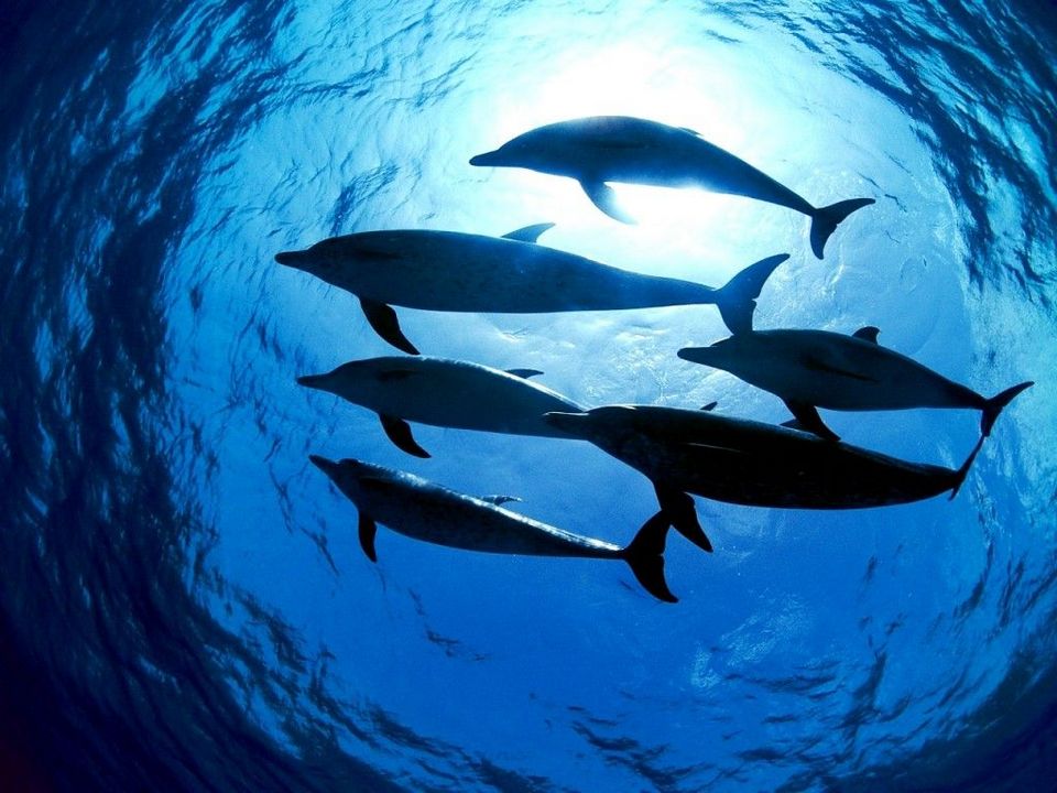 A school of dolphins