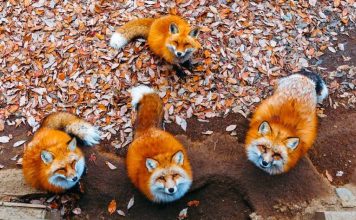 Visit Zao Kitsune Village (Zao Kitsune Mura) — The most unique & cutest fox village in Miyagi, Japan