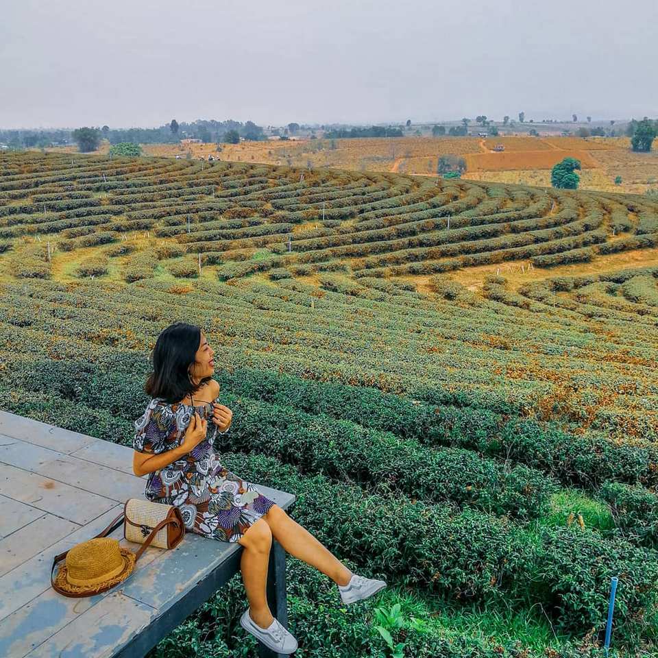 Tea Plantations, Chiang Rai, Thailand