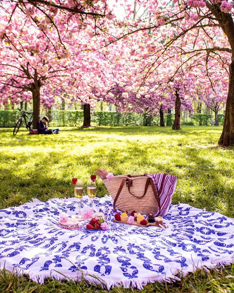 Parc de Sceaux cherry blossoms