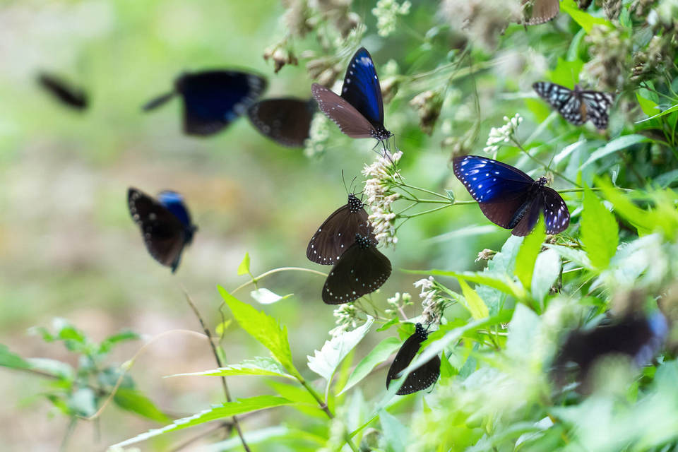 Butterflies in Butterfly Valley