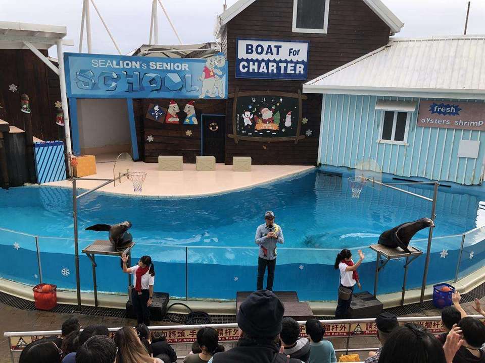 Sea lion show