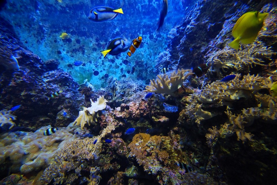 Watching aquarium