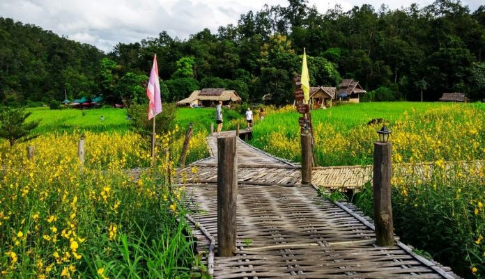 pai bamboo bridge