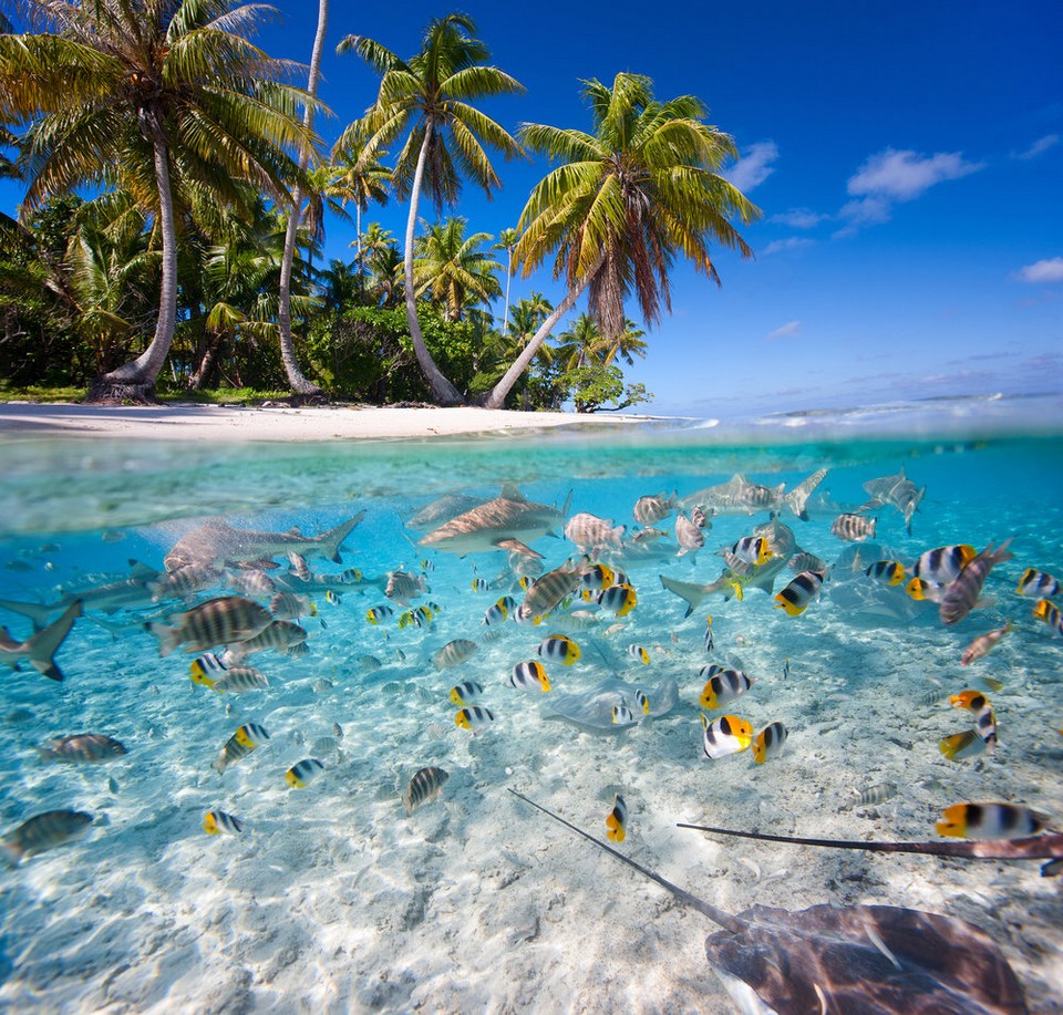 Beautiful tropical island under and above water