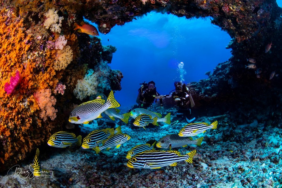Fish’n Fins diving center palau (1)